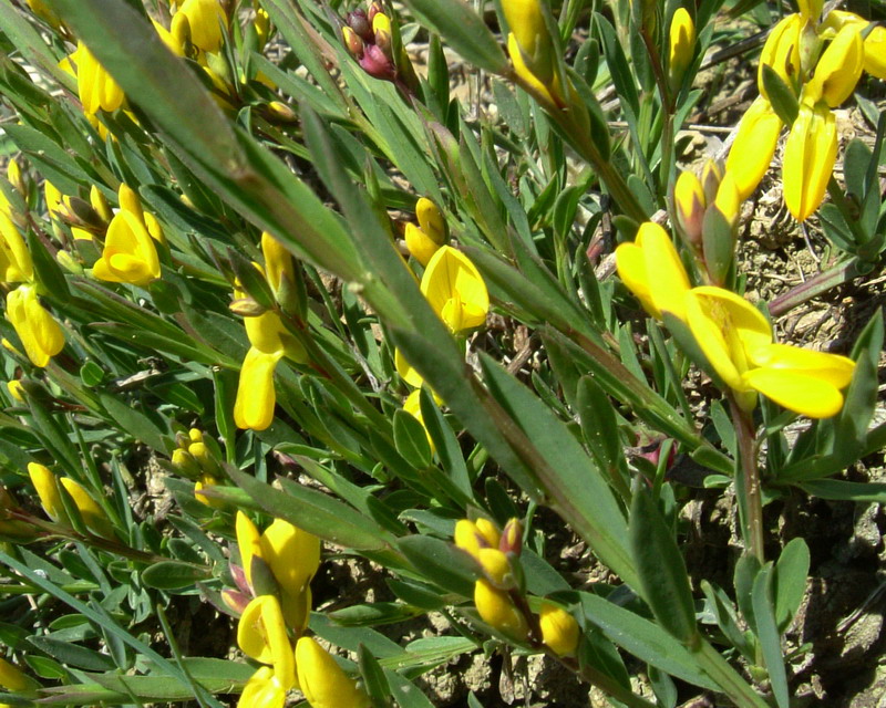 Genista tinctoria / Ginestra tintoria